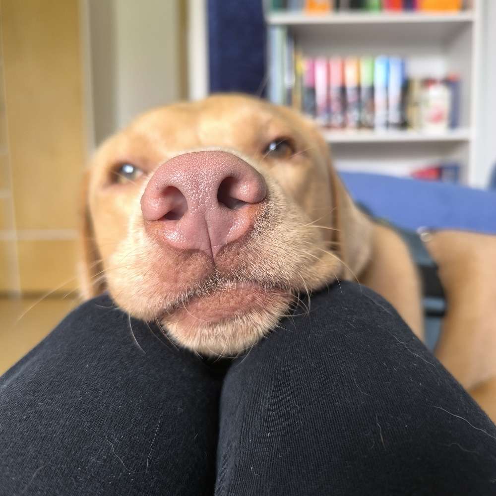 Hundetreffen-Hundebegegnungen trainieren, evt auch direkter Kontakt-Profilbild