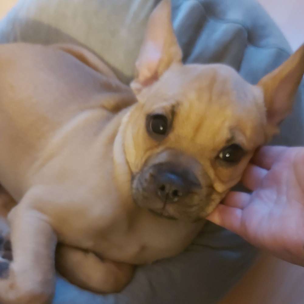 Hundetreffen-Welpen spielrunde gesucht-Profilbild