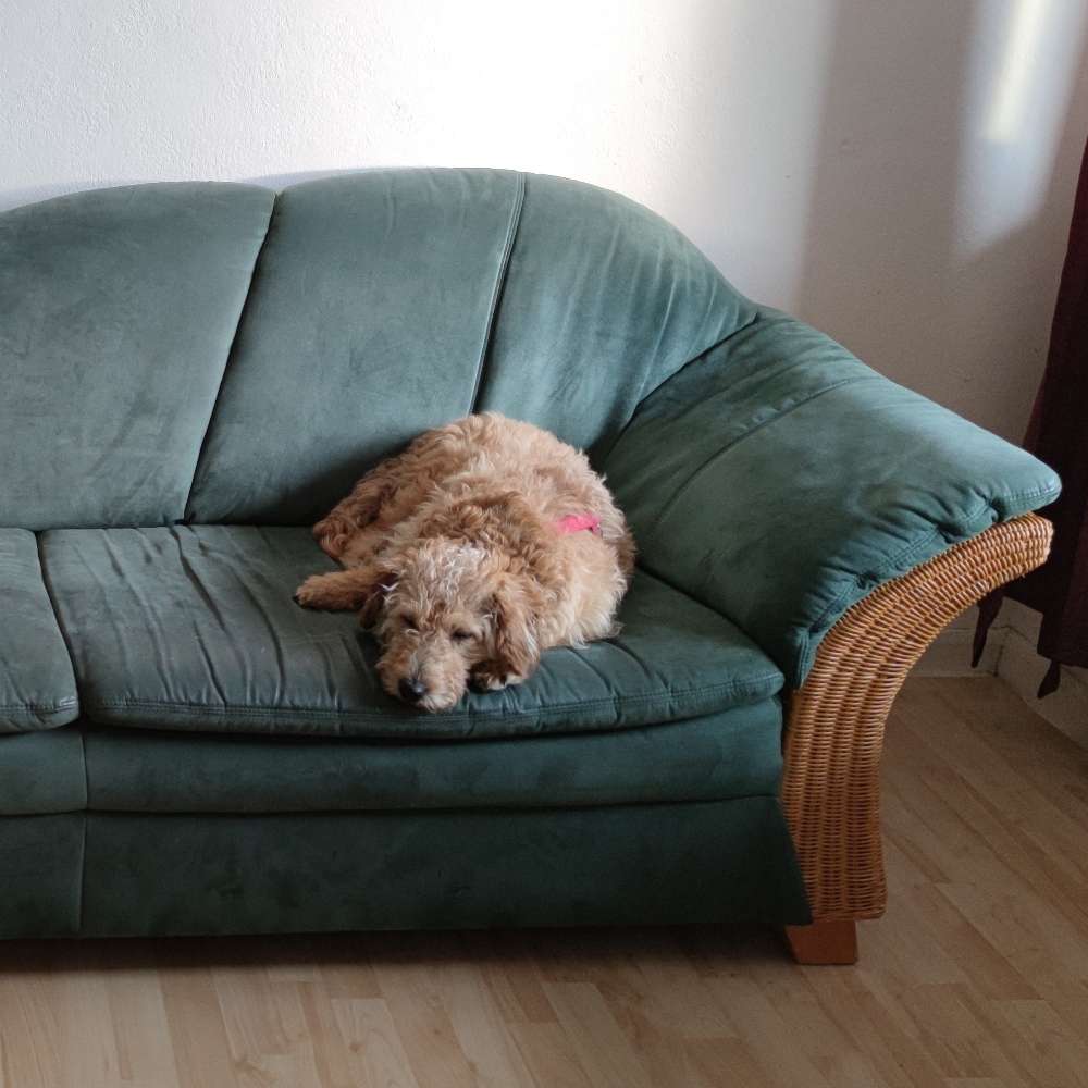 Hundetreffen-Spielrunde nähe Sonnenstraße/Hörsterfriedhof-Profilbild