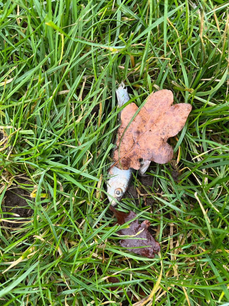 Giftköder-Evtl Giftköder-Profilbild