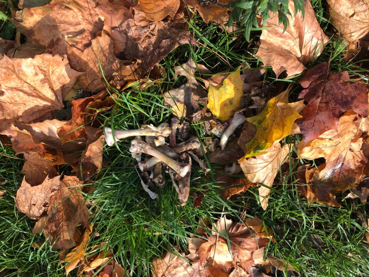 Giftköder-Knochen-Profilbild