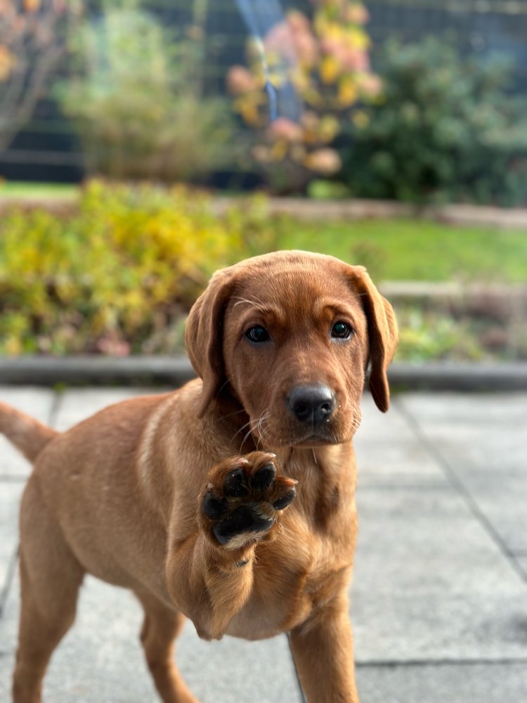 Hundetreffen-Unsere kleine Tilda sucht ein paar Spielpartner😍-Profilbild