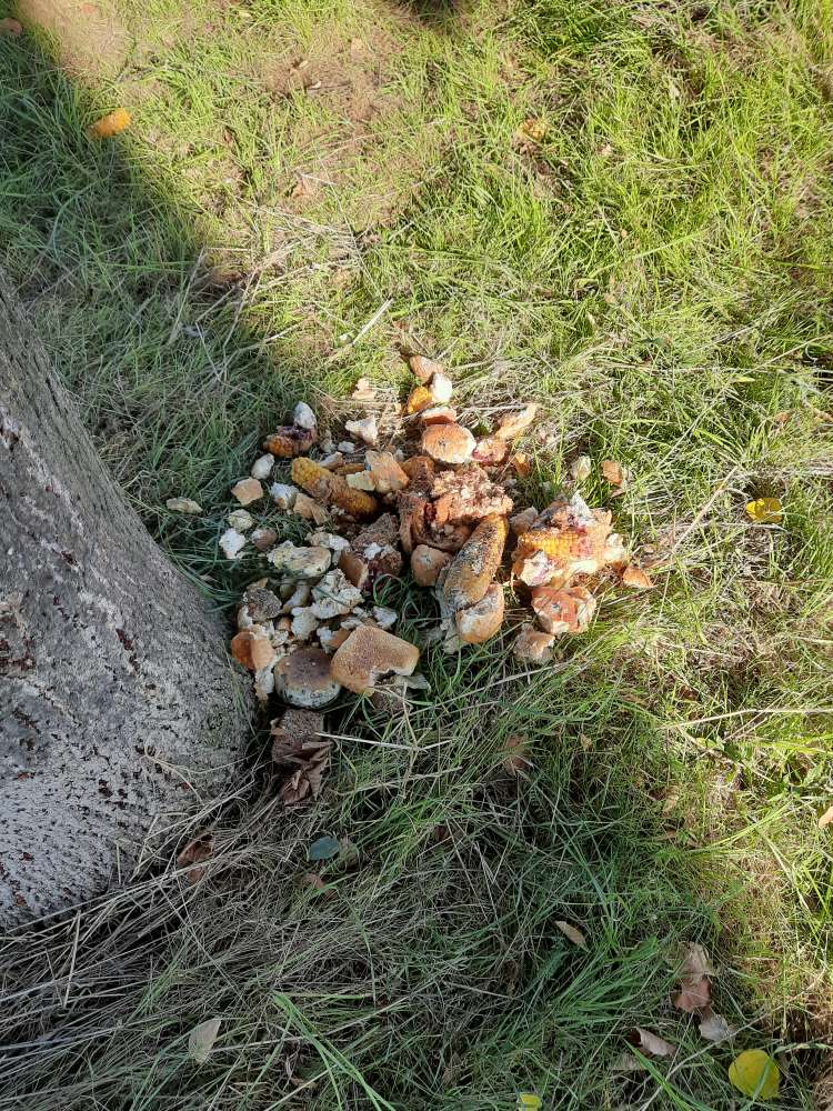 Giftköder-Essensreste mit bläulicher Verfärbung-Profilbild