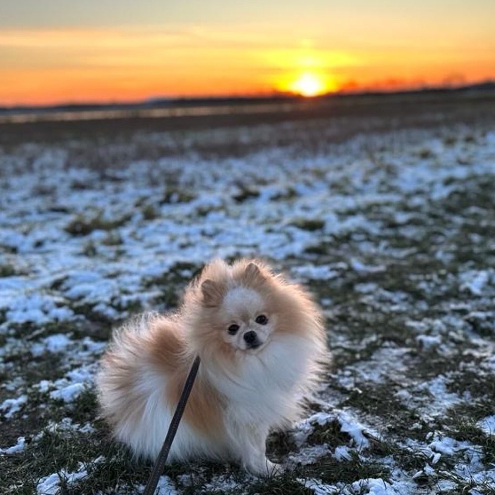 Hundetreffen-Zwergspitztreffen in Wunstorf 🐶-Profilbild