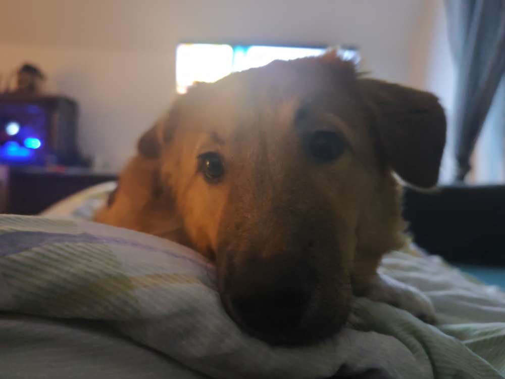 Hundetreffen-Luna sucht Trainingspartner/ Distanz Training-Profilbild