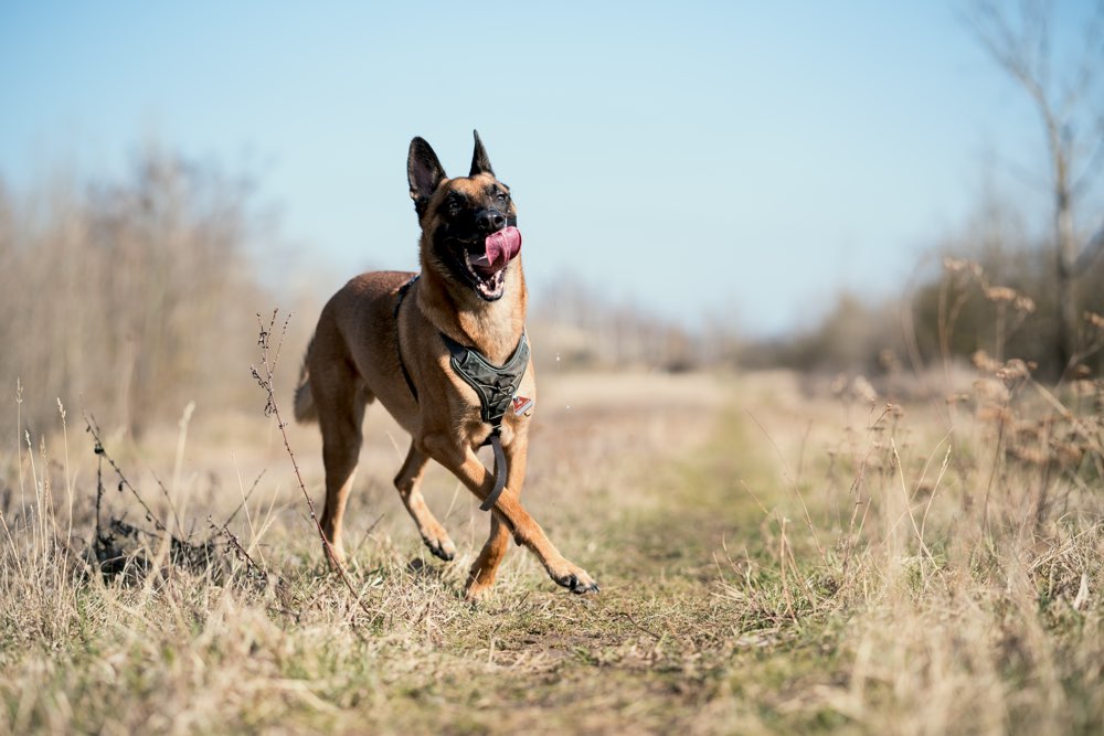 Hundetreffen-Spiel- und Spazierrunden-Profilbild