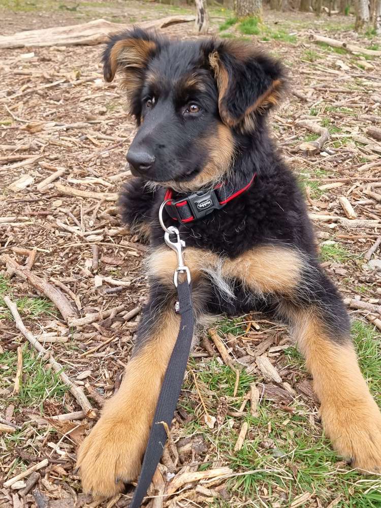 Hundetreffen-Welpentreffen-Profilbild