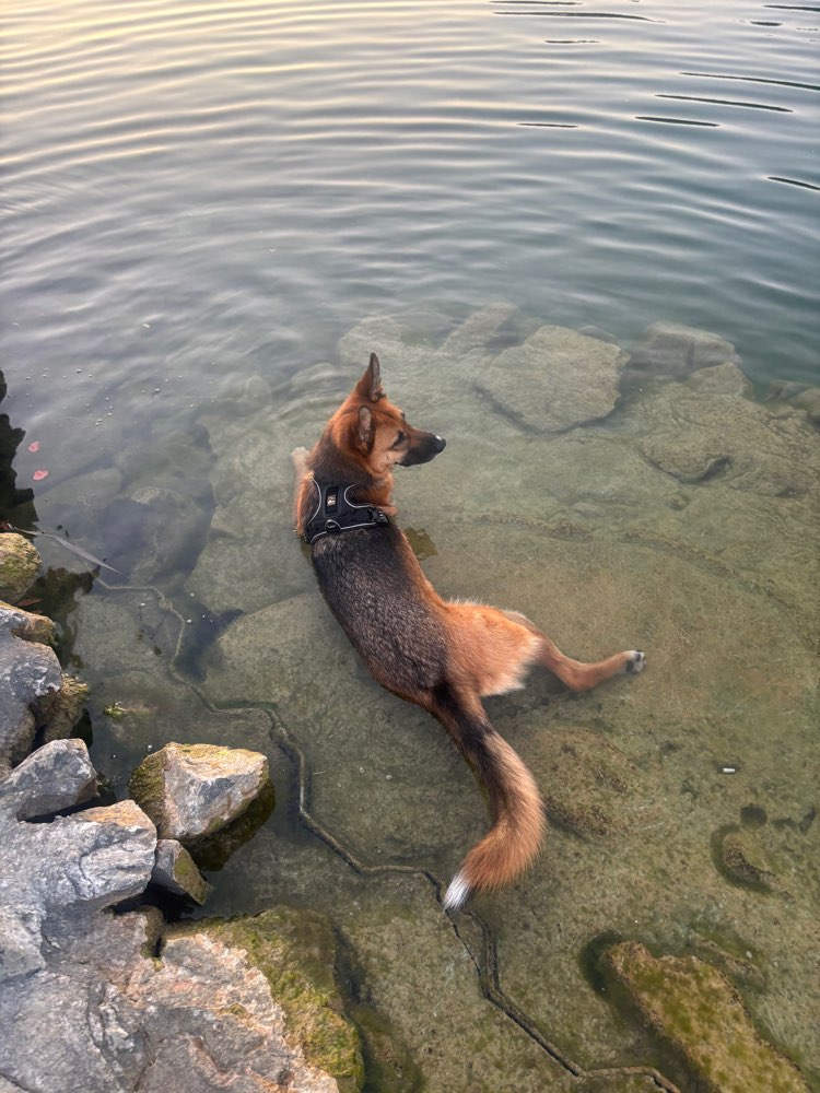 Hundetreffen-Hundesitter-Profilbild