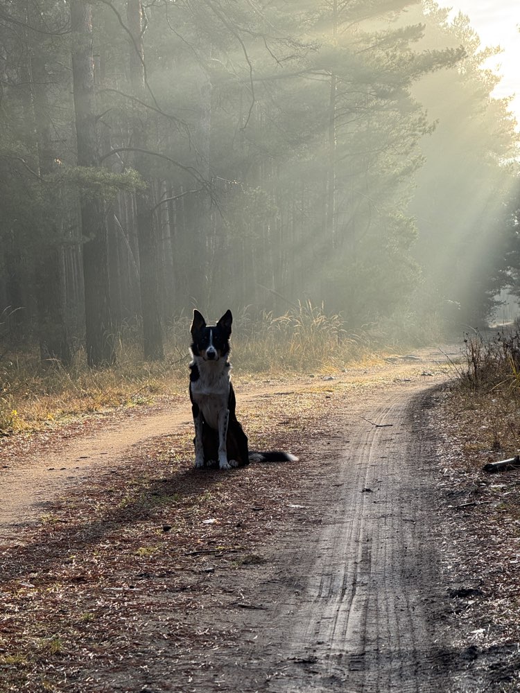 Hundetreffen-Hunderunde in Senftenberg und Umgebung 🥾 🐾-Profilbild