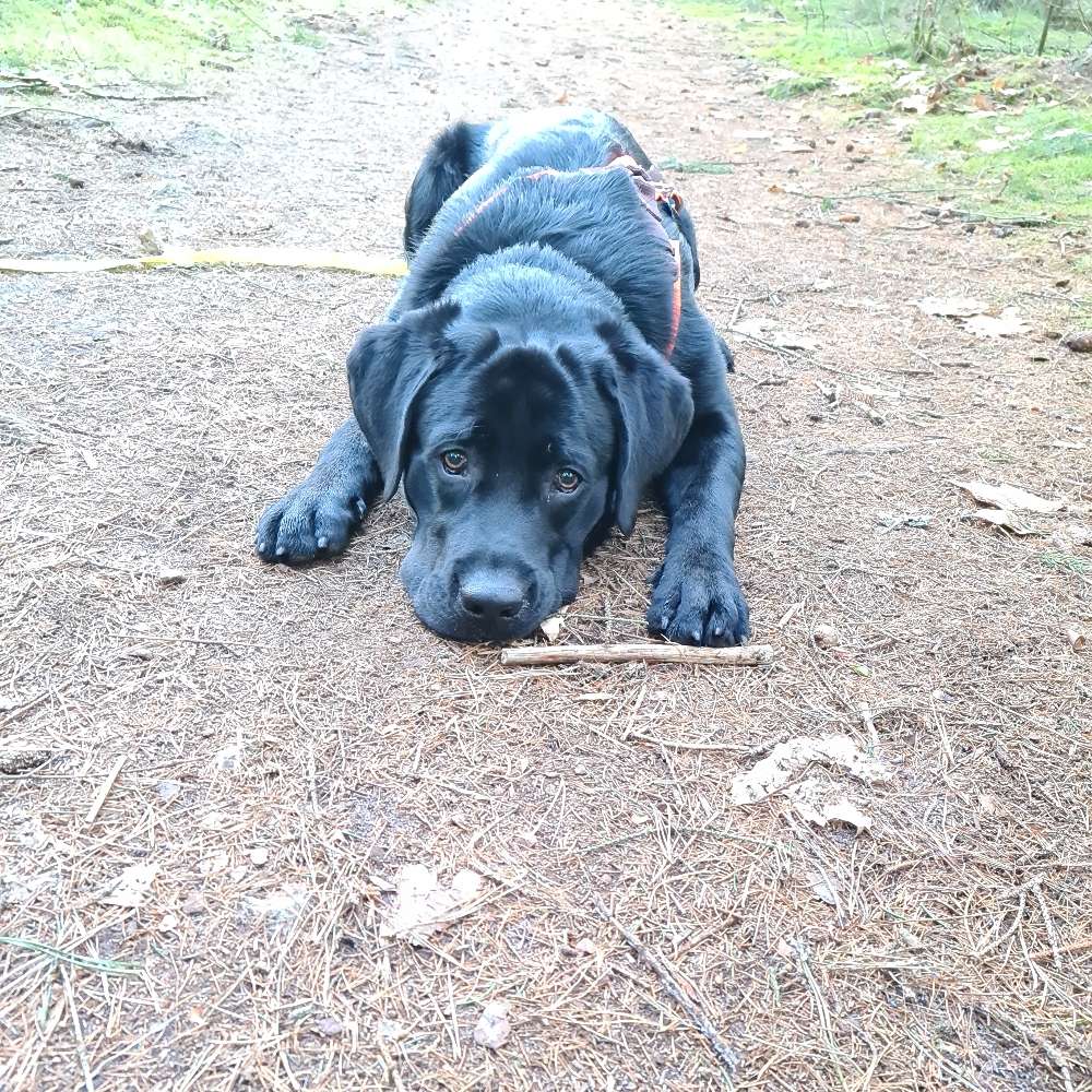 Hundetreffen-Gassi gehen und üben. Oder  einfach auch mal toben-Profilbild