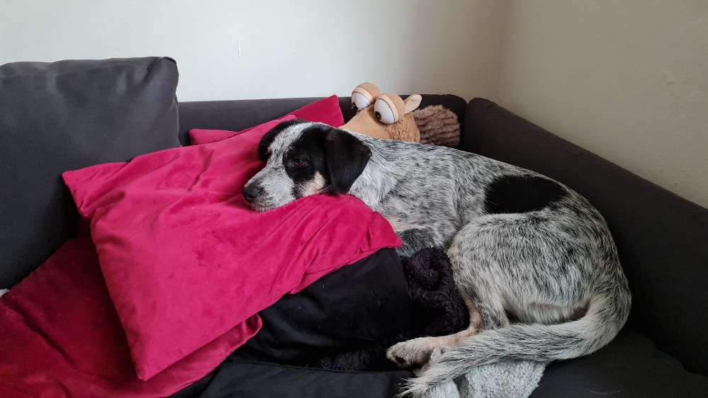 Hundetreffen-Nette Hunde Nürnberg Nordostbahnhof gesucht-Profilbild