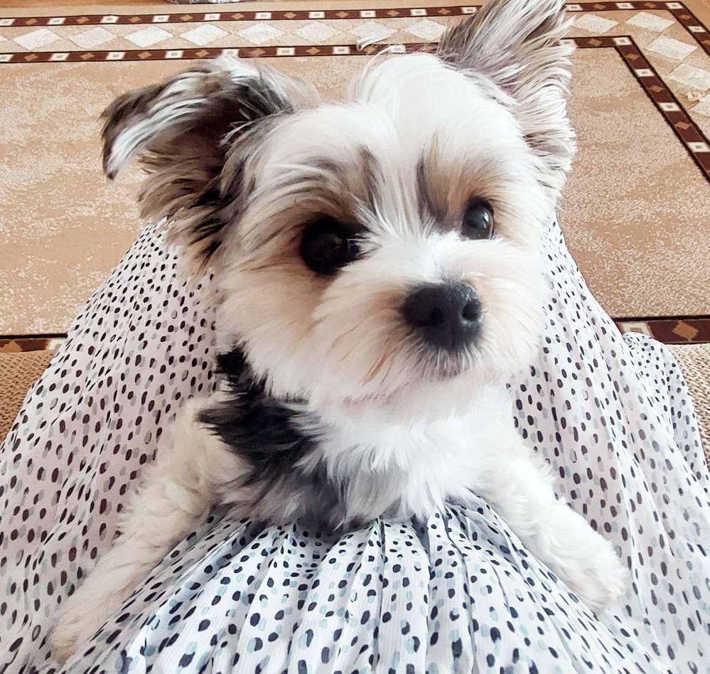 Hundetreffen-Playdate mit kleinen Hunden-Profilbild