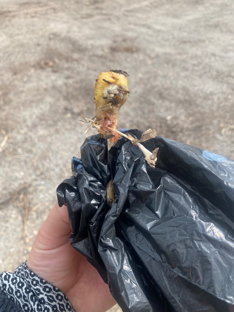 Giftköder-Knochenteile Heidenrod Kemel-Profilbild