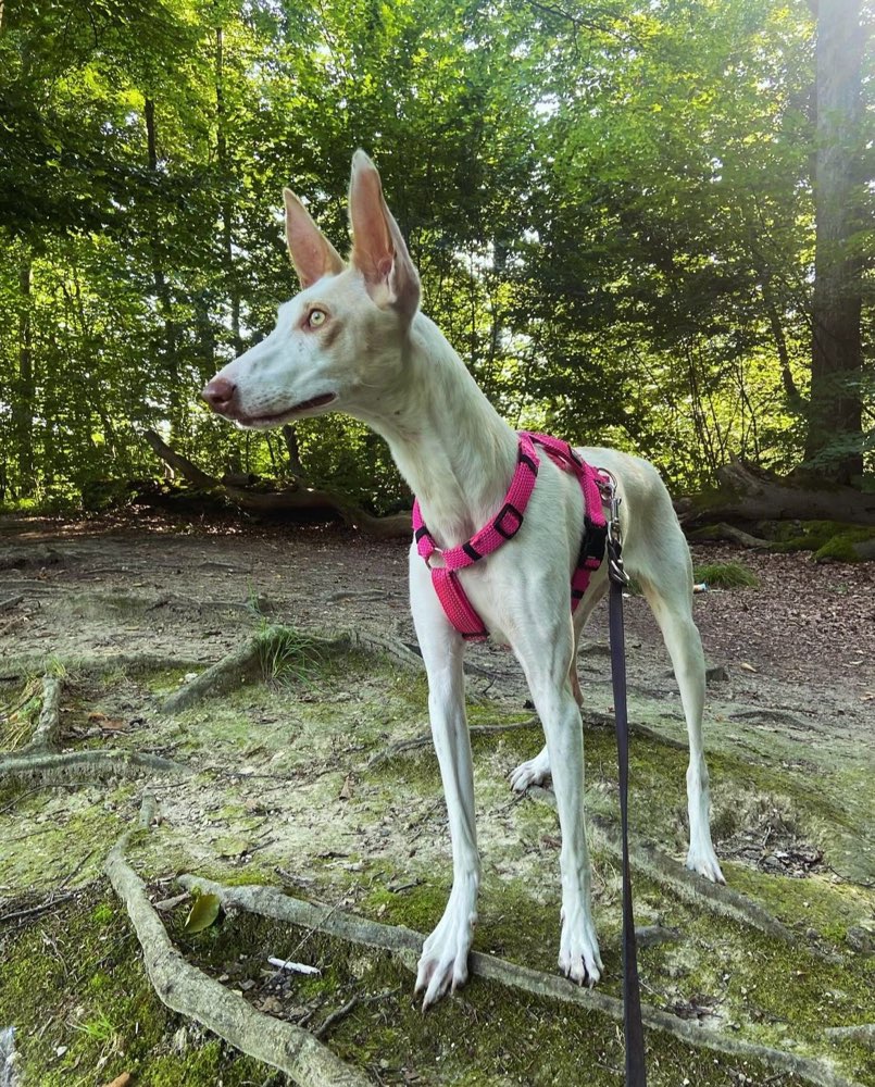 Hundetreffen-Matcha sucht Freunde-Profilbild