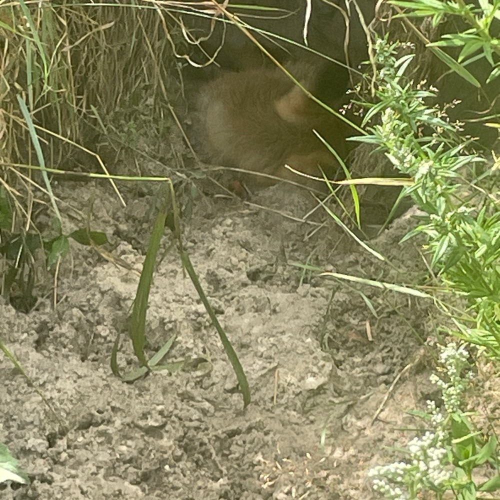 Giftköder-Toter Fuchs am Wasser-Profilbild