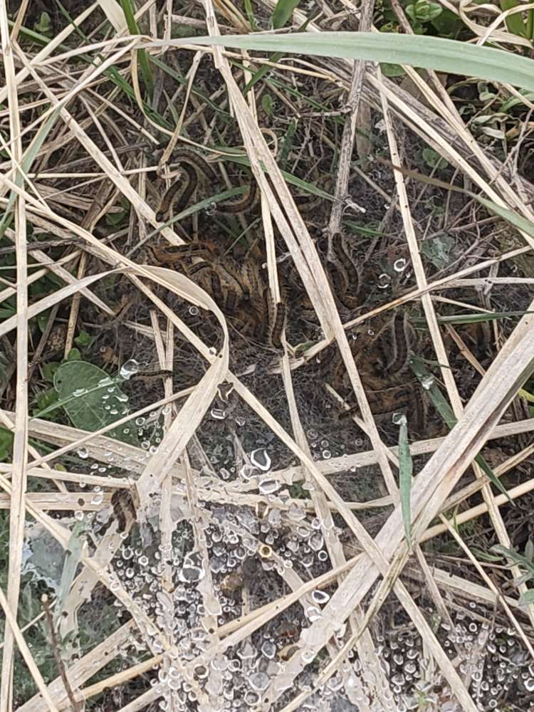 Giftköder-Eichenprozessionsspinner-Profilbild