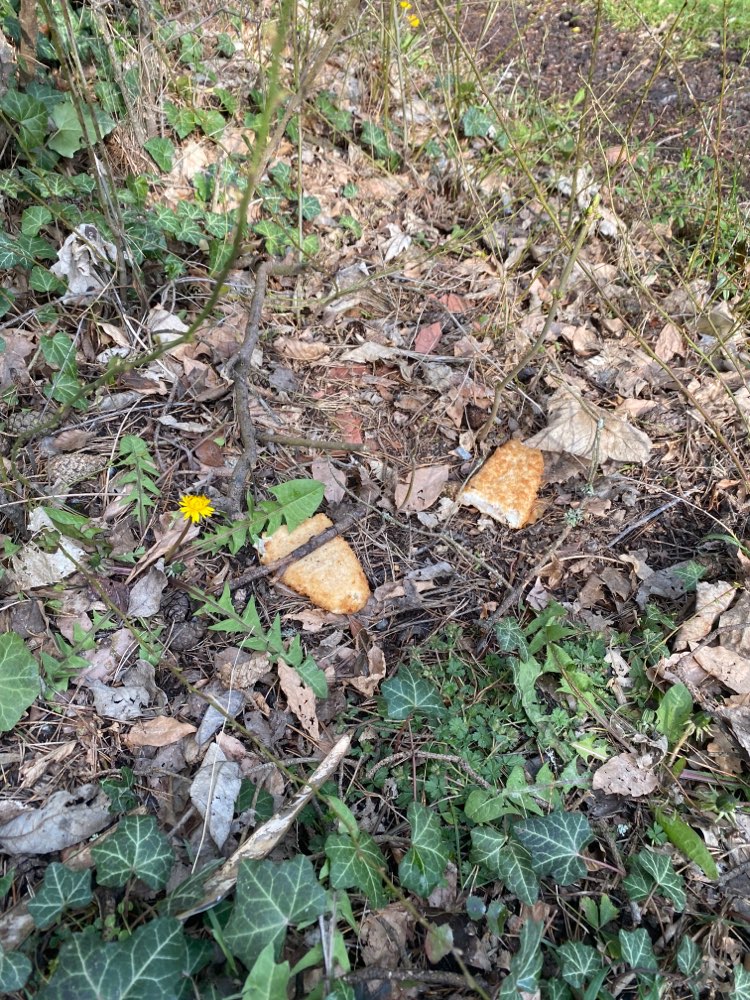 Giftköder-Giftköder-Profilbild