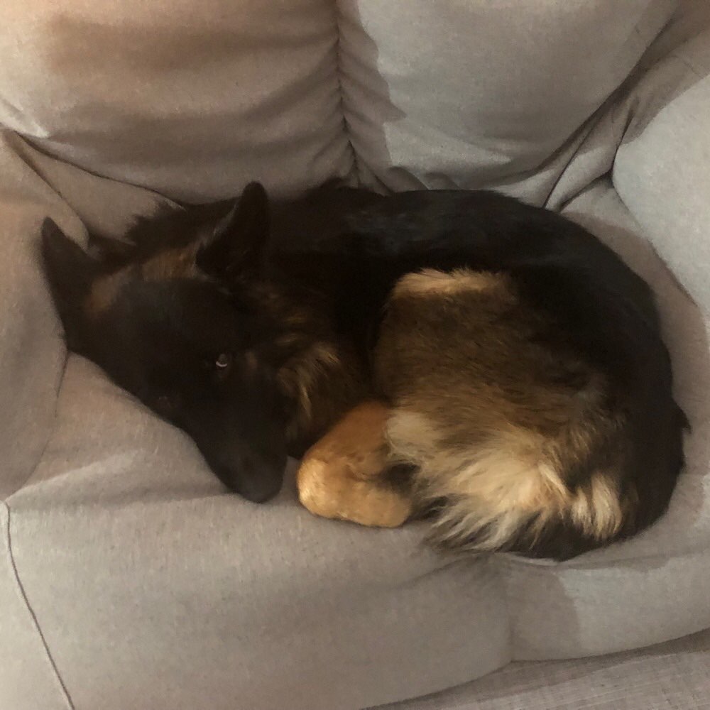 Hundetreffen-Spazieren und üben an der Kinzig-Profilbild