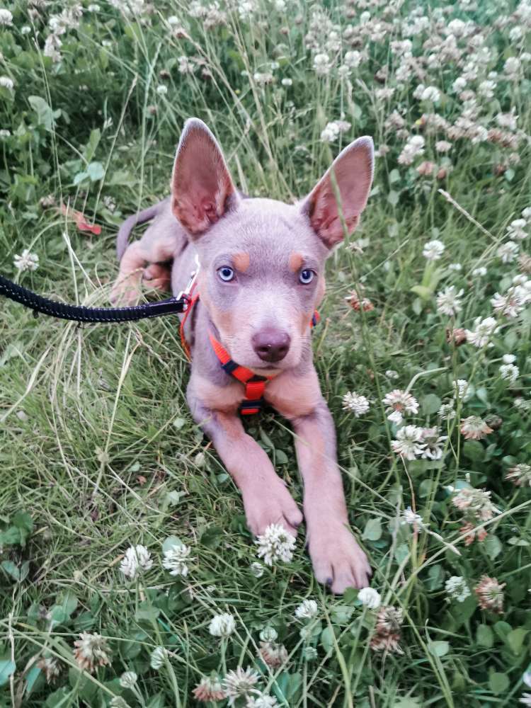 Hundetreffen-Welpenteff-Profilbild