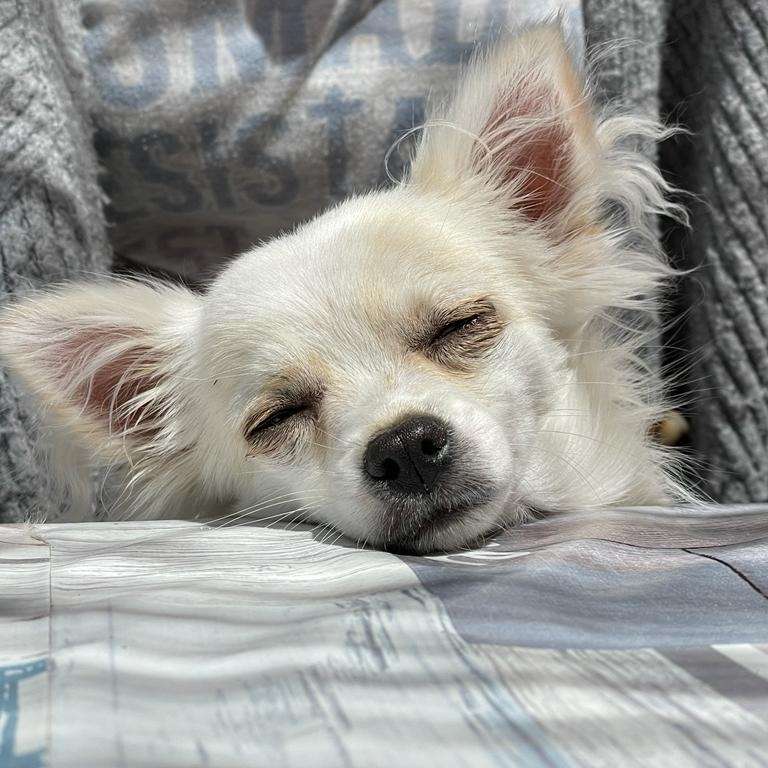 Hundetreffen-Gassi gehen und spielen-Profilbild