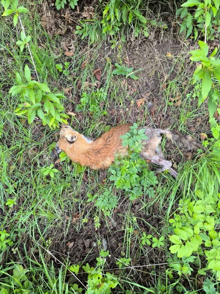 Giftköder-Toter Fuchs-Profilbild