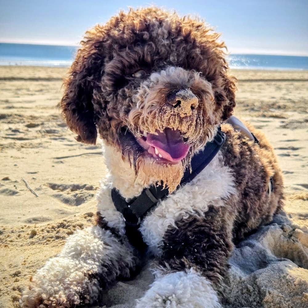 Hundetreffen-Spaziergänge und Cani Walk-Profilbild