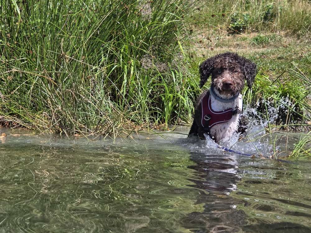 Hundetreffen-Social Walk Partner gesucht!-Profilbild