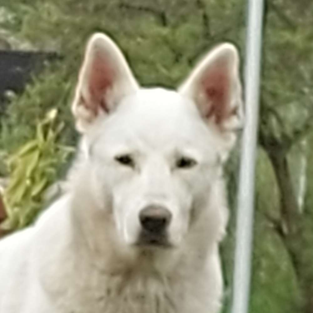 Hundetreffen-Schöne Spaziergänge durch Wälder oder Wiesen die Hunde im Freilauf rennen und toben lassen-Profilbild