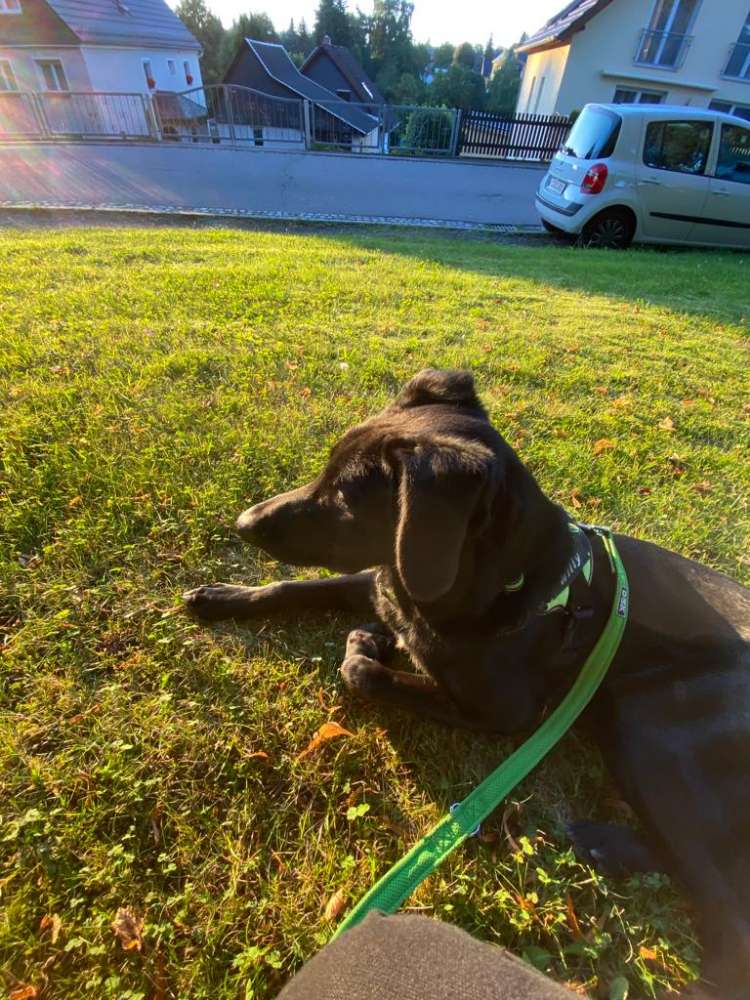 Hundetreffen-Gassirunde und Spielen-Profilbild