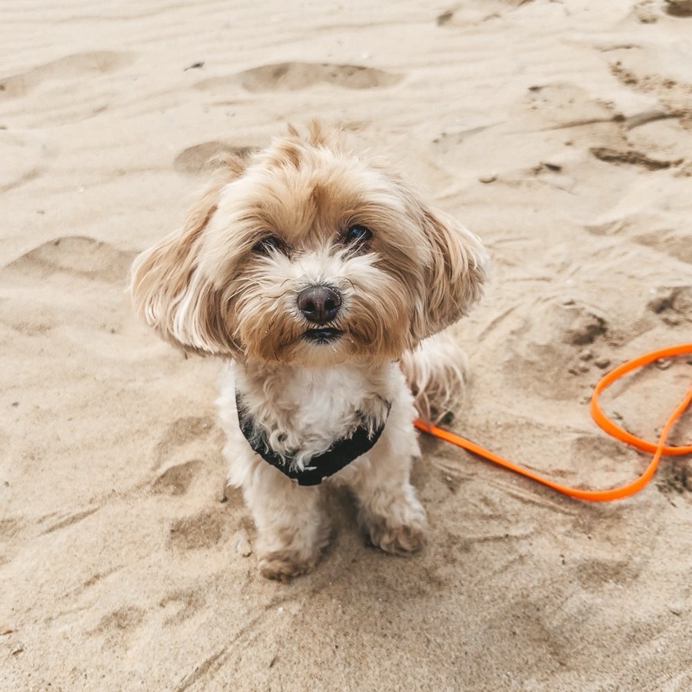 Hundetreffen-Spielpartner & Gassi gehen-Profilbild