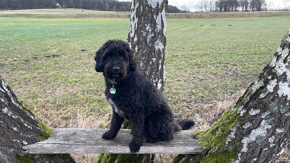 Hundetreffen-Hundefreunde gesucht :-)-Profilbild