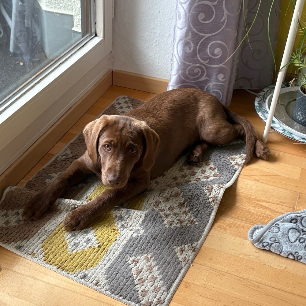 Hundetreffen-Welpentreffen-Profilbild