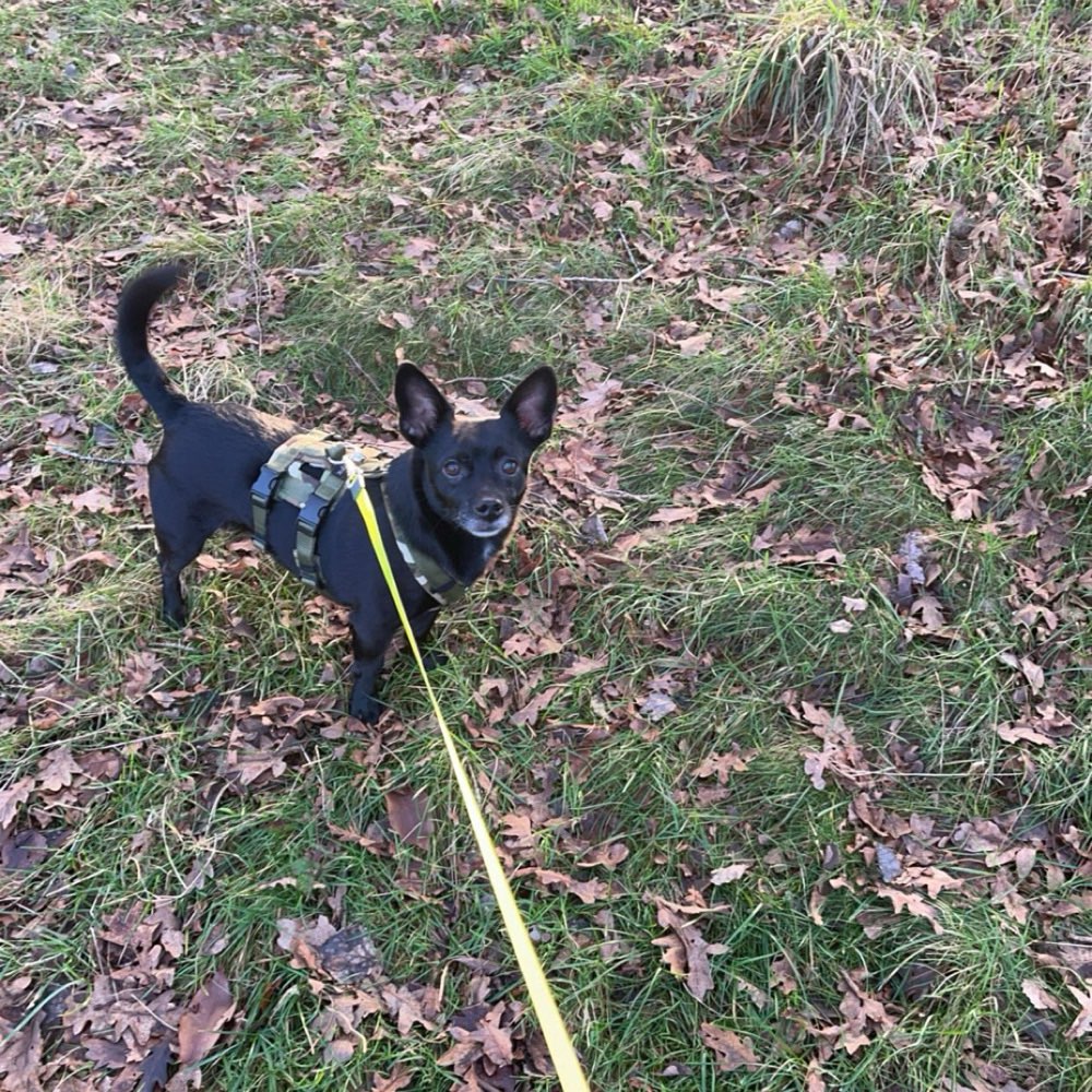 Hundetreffen-Trainingspartner gesucht-Profilbild