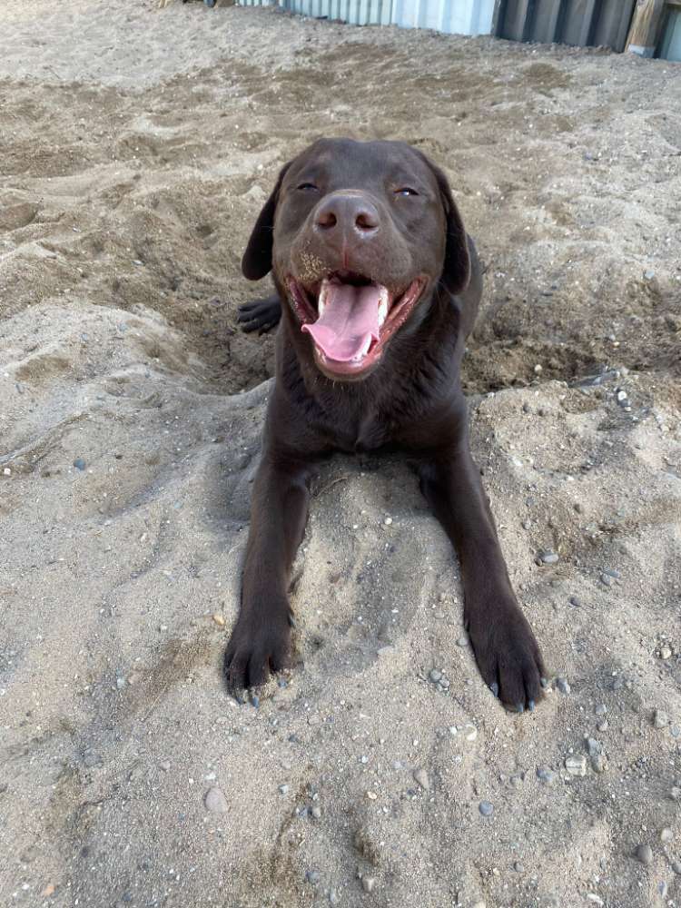 Hundetreffen-Junghunde für Gassirunden-Profilbild