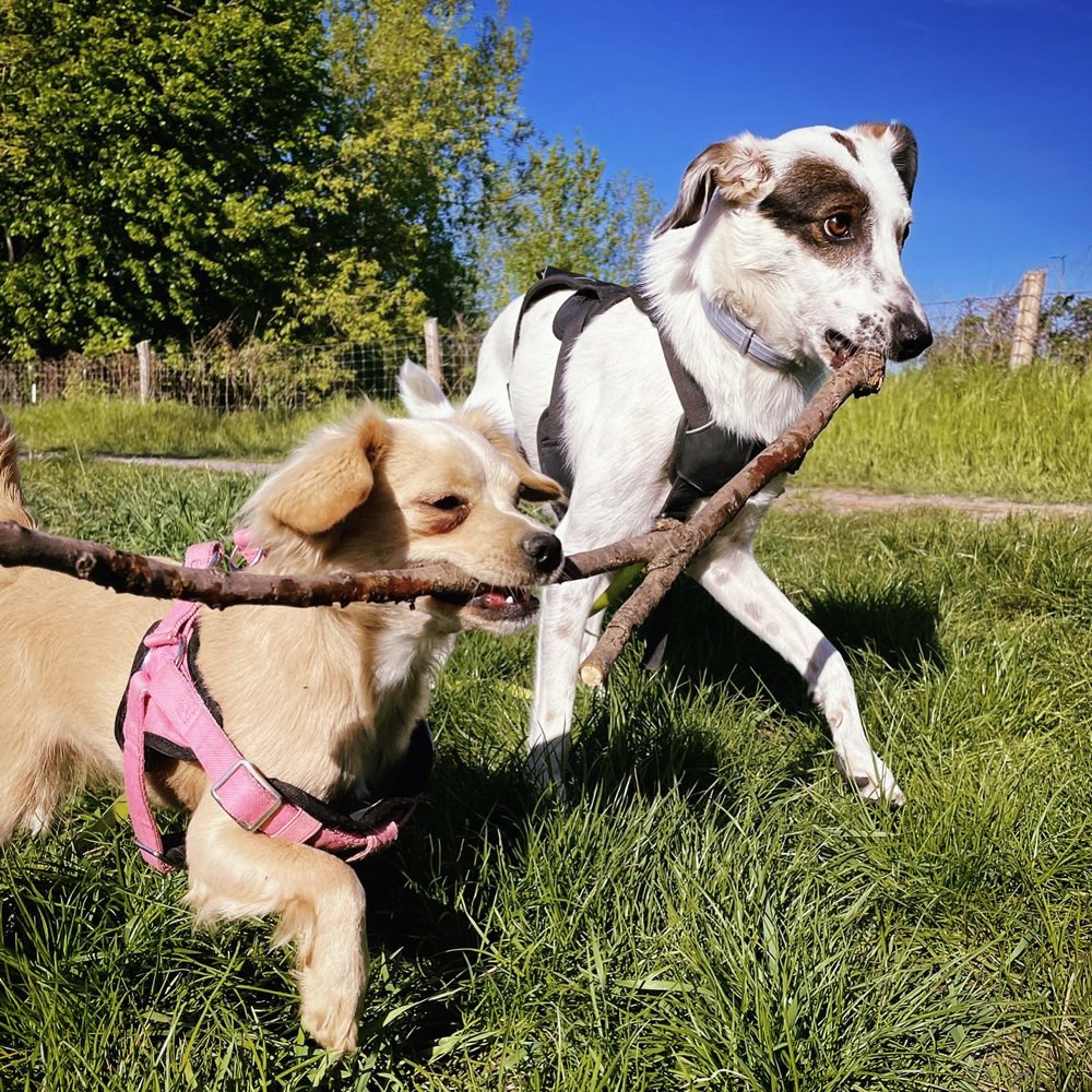 Hundetreffen-Walk/playdate buddy needed 😀-Profilbild