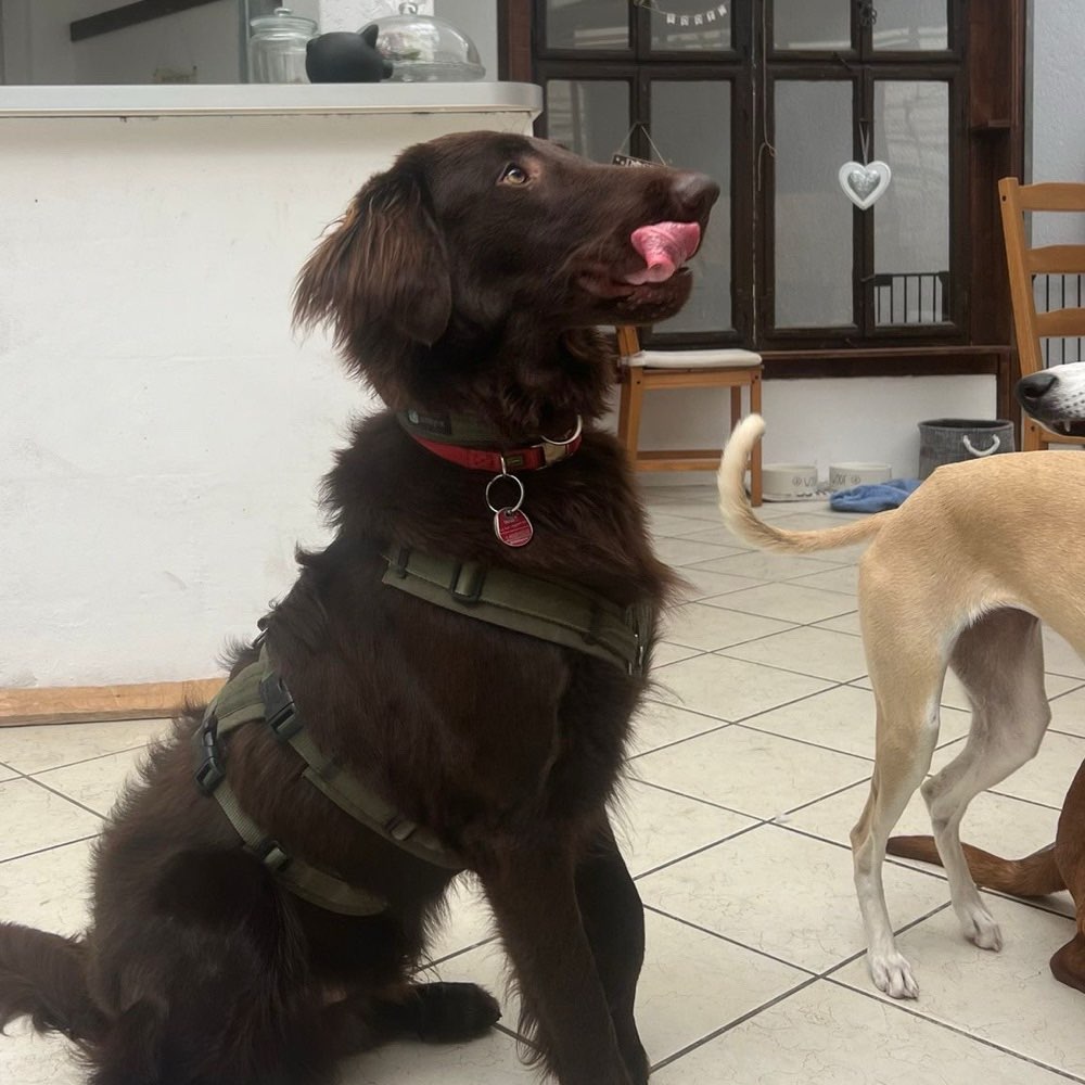 Hundetreffen-Ich suche für meinen 12 monatigen Rüden Neri Spielkameraden.-Profilbild