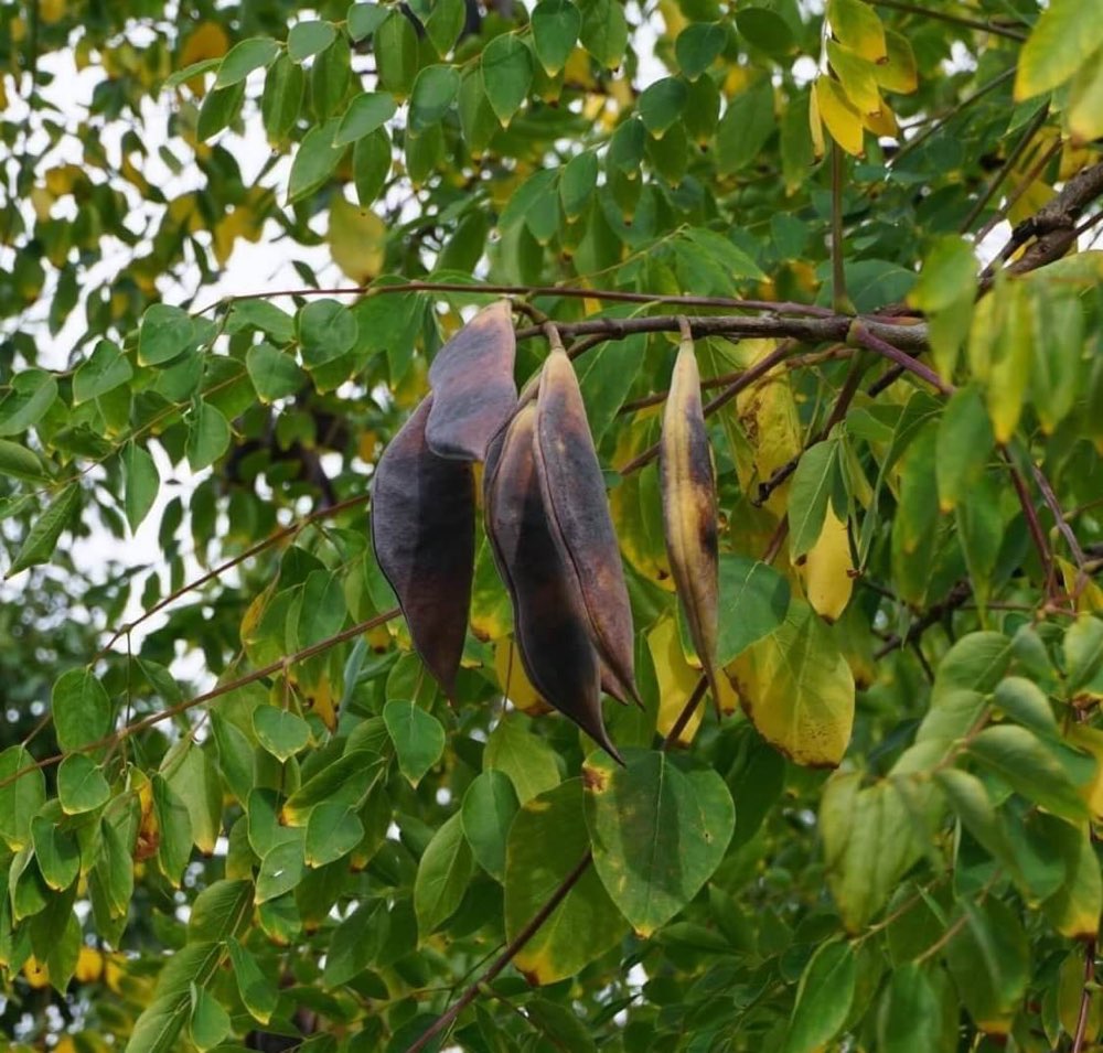 Giftköder-Giftige Früchte vom Baum-Profilbild
