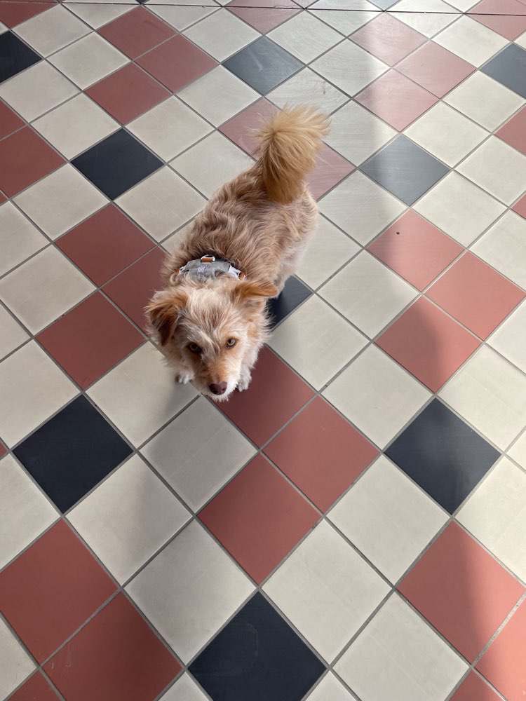 Hundetreffen-Hundefreunde gesucht-Profilbild