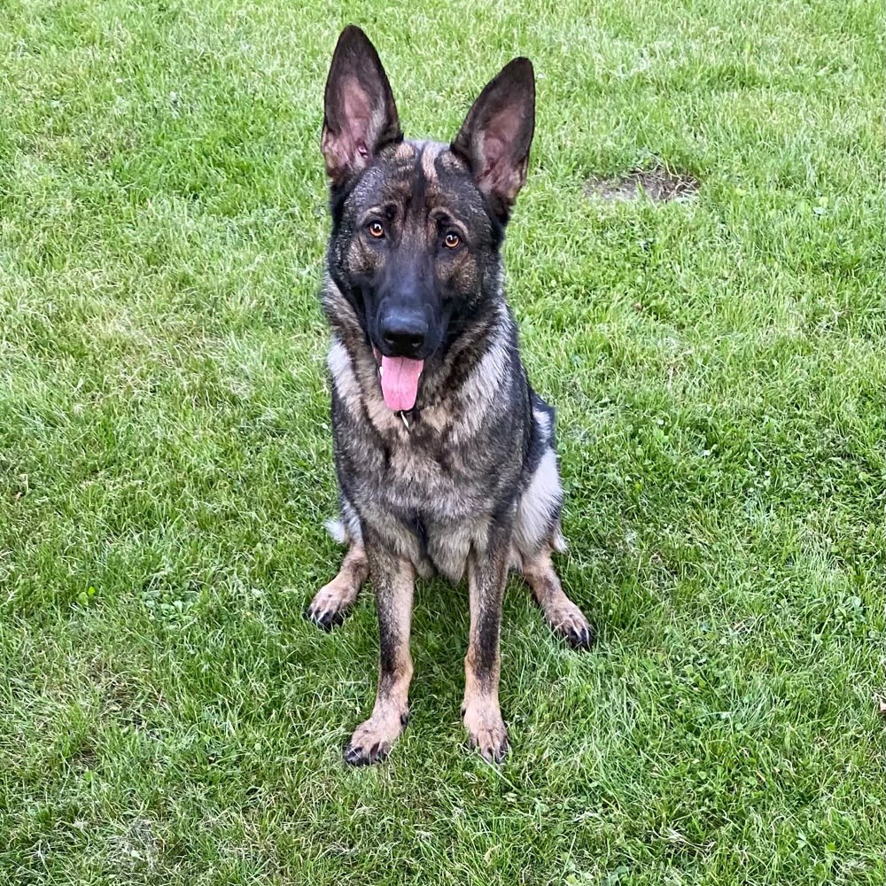 Hundetreffen-Begegnungstraining-Profilbild