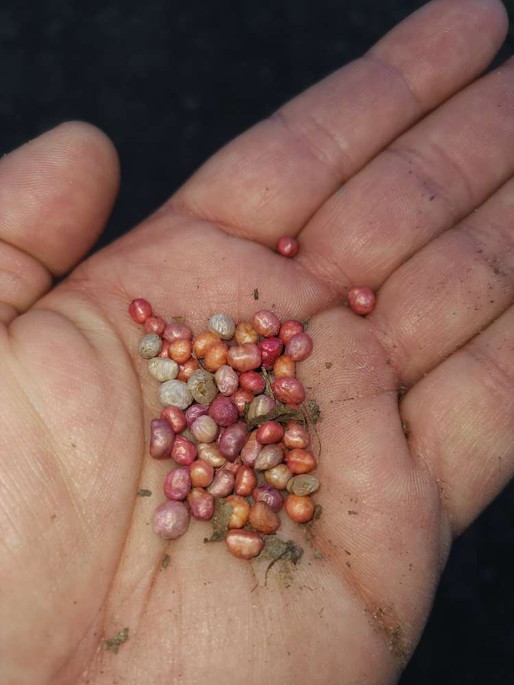 Giftköder-Rattengift-Profilbild