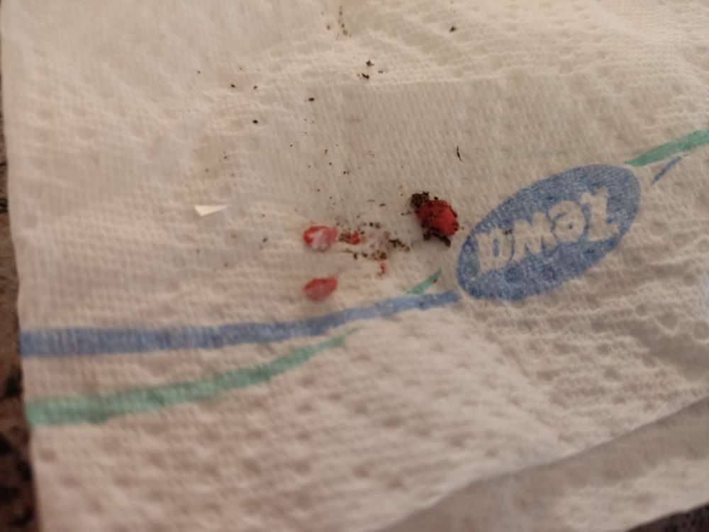 Giftköder-Möglicher Giftköder-Profilbild