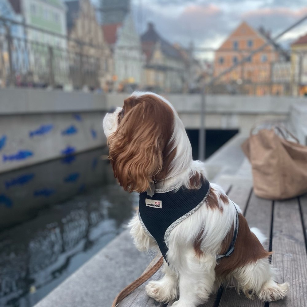 Hundetreffen-Gemeinsame Gassirunde, Tobezeit und Spielgefährt:in gesucht.-Profilbild