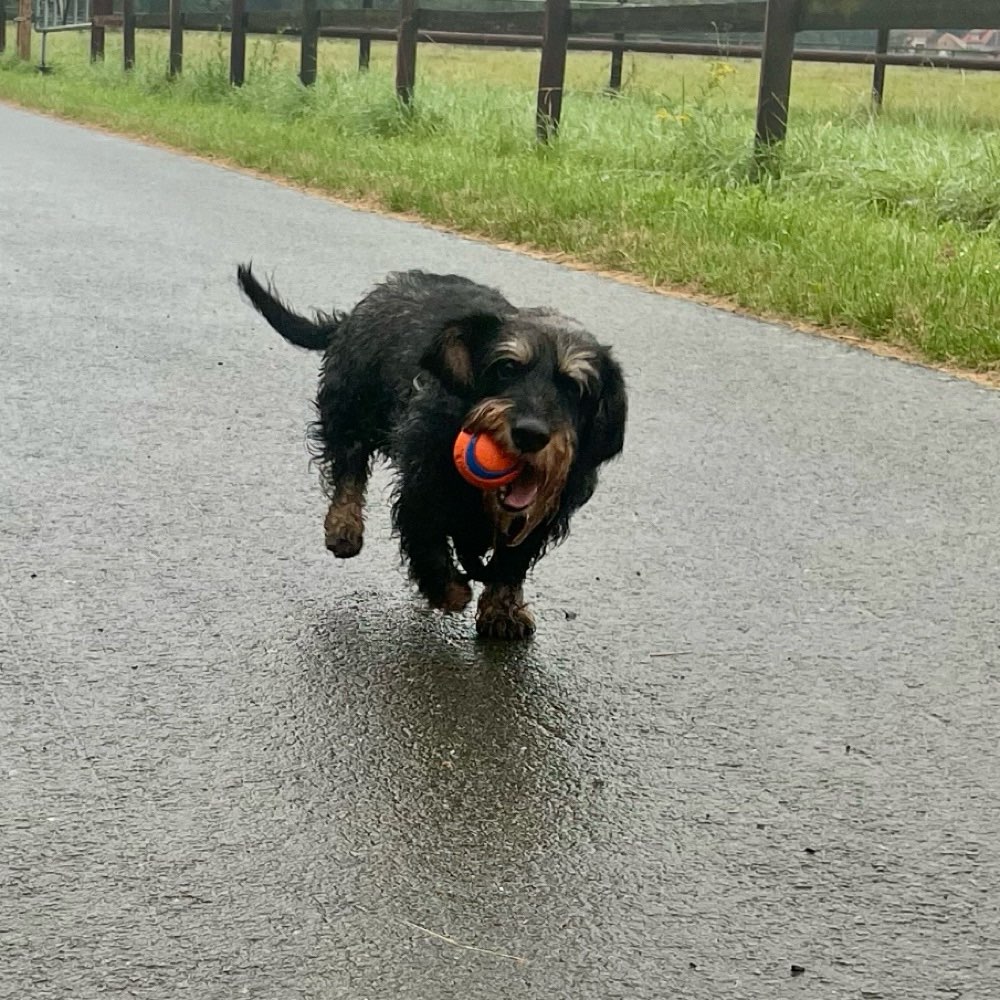 Hundetreffen-Spieletreff in Wewer-Profilbild