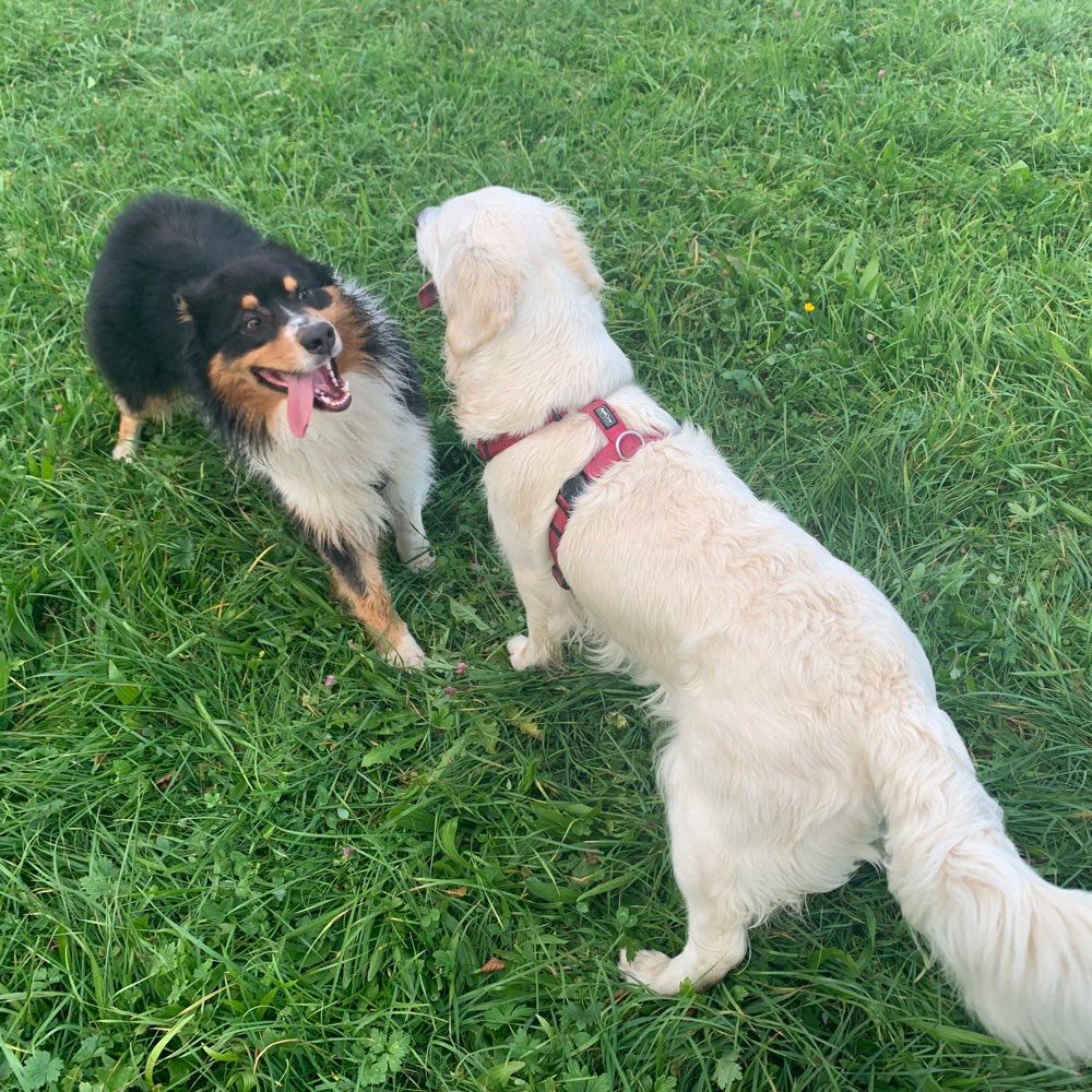 Hundetreffen-Gassi- und Spielrunden mit Hütehunden-Profilbild