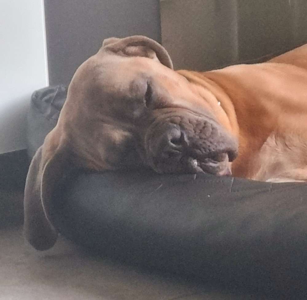 Hundetreffen-Social Walk-Profilbild