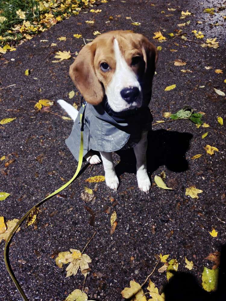 Hundetreffen-Treffen zum Spielen austoben und auch Gassigänge-Profilbild