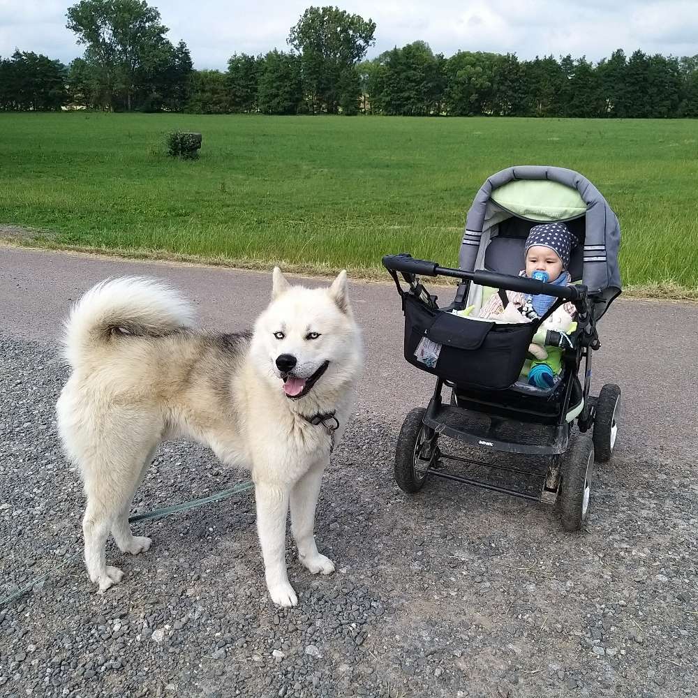 Hundetreffen-Treffen zum Laufen, Spielen, trainieren, üben-Profilbild