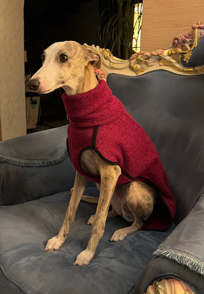 Hundetreffen-Trainingspartnerin-Profilbild