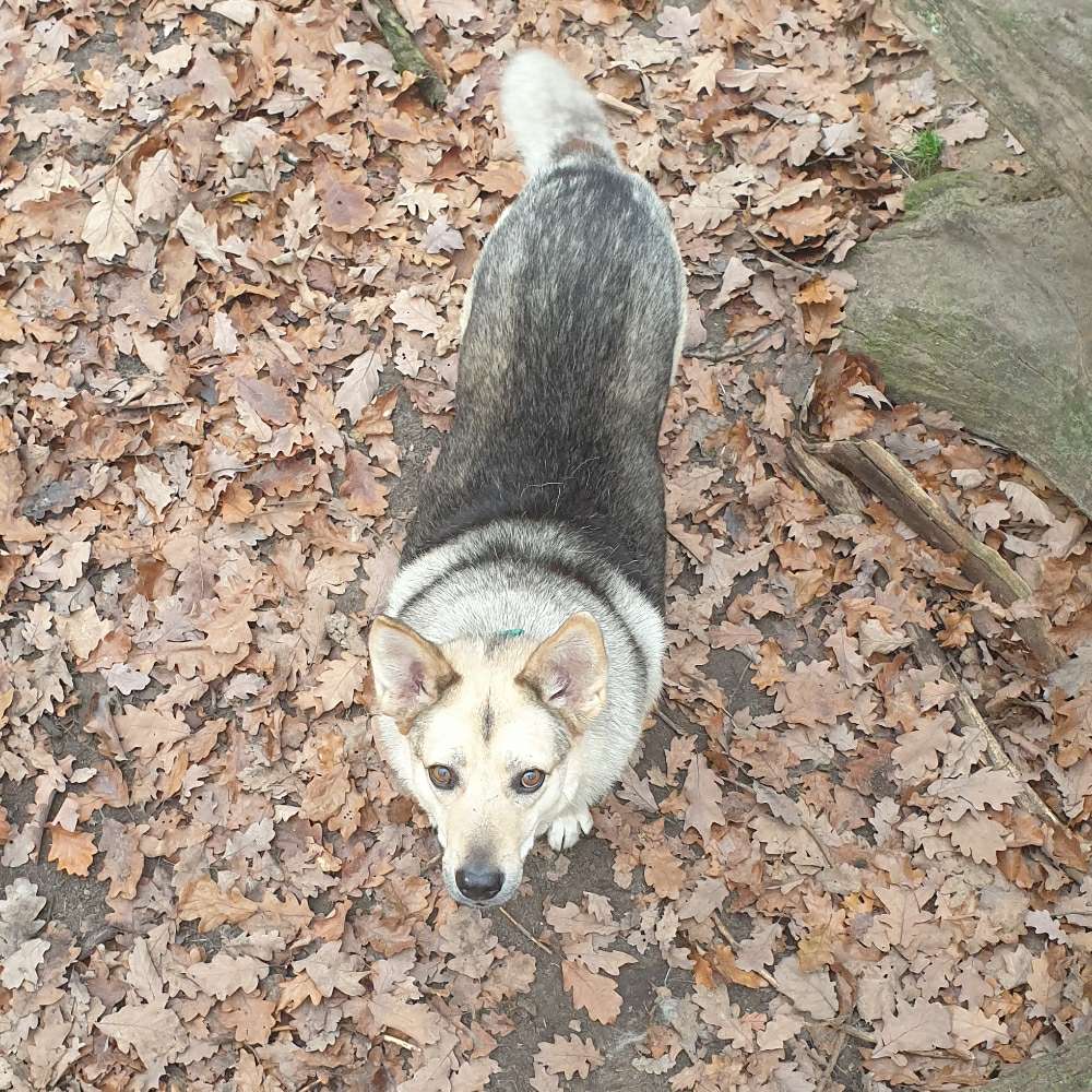 Hundetreffen-Hundetreff im Jungfernheide (Forst)-Profilbild