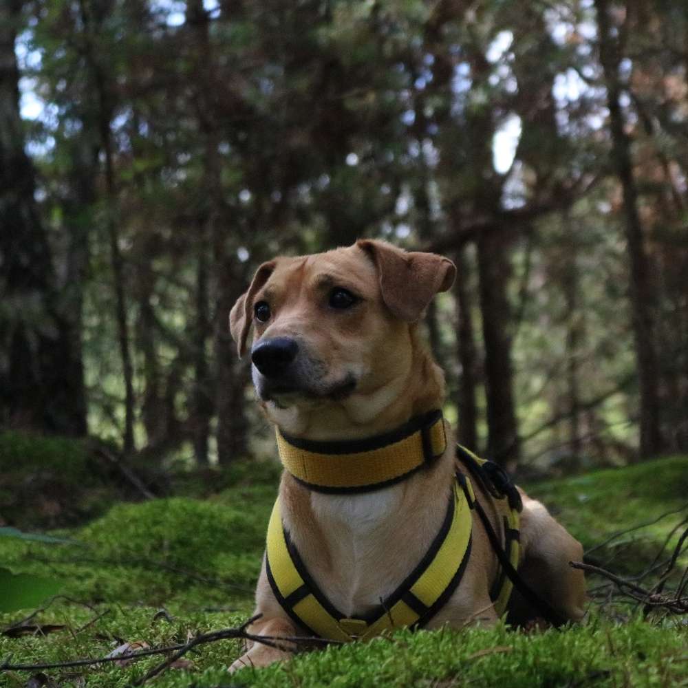 Hundetreffen-Models für Shooting gesucht-Profilbild